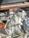 American Fuzzy Lop Rabbits for sale in 4161 Redondo Beach Blvd, Lawndale, CA 90260, USA. price: NA