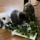 American Fuzzy Lop Rabbits
