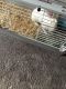 American Fuzzy Lop Rabbits for sale in Baltimore, MD 21244, USA. price: $120