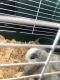 American Fuzzy Lop Rabbits for sale in Corinth, TX, USA. price: NA