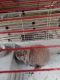 American Fuzzy Lop Rabbits for sale in Virginia Beach, VA, USA. price: $200