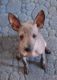 American Hairless Terrier Puppies for sale in Texas City, TX, USA. price: $300