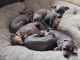 American Hairless Terrier Puppies for sale in Vail, AZ 85641, USA. price: NA