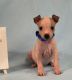American Hairless Terrier Puppies for sale in Dallas, TX, USA. price: NA