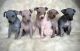 American Hairless Terrier Puppies for sale in Redmond, WA, USA. price: $1,200