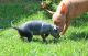 American Hairless Terrier Puppies for sale in Dundee, NY 14837, USA. price: $1,500
