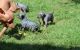American Hairless Terrier Puppies