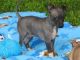 American Hairless Terrier Puppies for sale in Chula Vista, CA, USA. price: NA