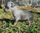 American Hairless Terrier Puppies for sale in Los Angeles, CA, USA. price: NA