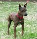 American Hairless Terrier Puppies for sale in Arden, DE 19810, USA. price: NA