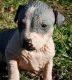 American Hairless Terrier Puppies for sale in Dallas, TX, USA. price: $500