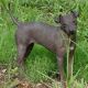 American Hairless Terrier Puppies for sale in Caddo Mills, TX 75135, USA. price: NA