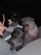 American Hairless Terrier Puppies for sale in Louisville, KY, USA. price: NA
