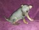 American Hairless Terrier Puppies for sale in Seattle, WA 98103, USA. price: NA
