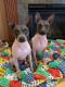 American Hairless Terrier Puppies for sale in Oakdale, CA 95361, USA. price: $2,500