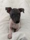American Hairless Terrier Puppies