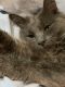 American Keuda Cats for sale in 67 Bolton Trail, North Chili, NY 14514, USA. price: $500