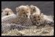American Keuda Cats for sale in Daly City, CA, USA. price: $1,000