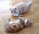 American Keuda Cats for sale in Los Angeles, CA, USA. price: $200