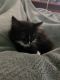 American Longhair Cats for sale in 15566 N Singer Rd, Rathdrum, ID 83858, USA. price: NA
