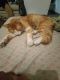 American Longhair Cats for sale in Battle Creek, MI, USA. price: $200
