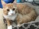 American Longhair Cats for sale in San Tan Valley, AZ, USA. price: NA