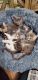 American Longhair Cats