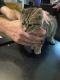 American Longhair Cats for sale in Windsor, NY 13865, USA. price: NA