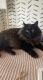American Longhair Cats for sale in Lakeland, FL, USA. price: NA