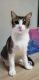 American Longhair Cats for sale in Cinco Ranch, TX, USA. price: $25