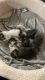 American Longhair Cats for sale in 3111 177th Pl SW, Lynnwood, WA 98037, USA. price: $200