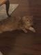American Longhair Cats for sale in Knoxville, TN, USA. price: NA