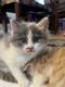 American Longhair Cats for sale in California City, CA 93505, USA. price: $50