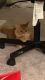 American Longhair Cats for sale in Revere, MA, USA. price: $275
