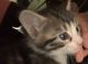 American Longhair Cats for sale in Far Rockaway, NY 11691, USA. price: $150
