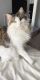 American Longhair Cats for sale in Lehi, UT, USA. price: $1