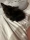 American Longhair Cats for sale in Philadelphia, PA, USA. price: $200