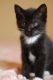 American Longhair Cats for sale in 2338 Ramona Dr, Santa Ana, CA 92707, USA. price: NA
