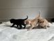 American Longhair Cats for sale in Flushing, NY 11363, USA. price: $100