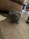 American Longhair Cats for sale in Kannapolis, NC, USA. price: $25