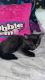 American Longhair Cats for sale in Harrisburg, PA, USA. price: NA