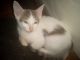 American Longhair Cats for sale in Detroit, MI, USA. price: NA