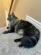 American Longhair Cats for sale in Martin St, Westland, MI 48186, USA. price: $60