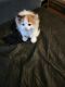 American Longhair Cats for sale in St Paul, MN, USA. price: $100