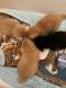 American Longhair Cats for sale in Montague, CA 96064, USA. price: $25