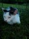 American Longhair Cats for sale in Ford City, PA, USA. price: $10