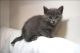 American Longhair Cats for sale in Holyoke, MA 01040, USA. price: NA