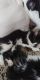 American Longhair Cats for sale in Clayton, GA 30525, USA. price: NA