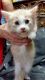 American Longhair Cats for sale in Brooklyn, NY 11206, USA. price: NA