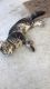 American Longhair Cats for sale in Lakeland, GA 31635, USA. price: NA